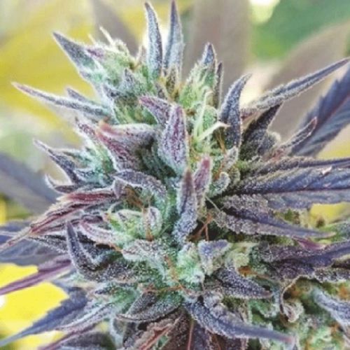 707 Truthband Cannabis Seeds - Mandelbrot's Family Heirlooms