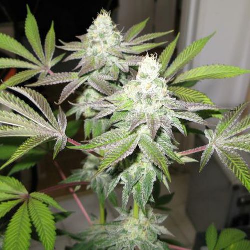 78 - The Gold Line - Female Cannabis Seeds by The Cali Connection
