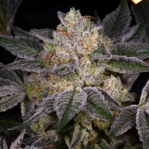 Moon Boots Female Cannabis Seeds by Archive Seedbank