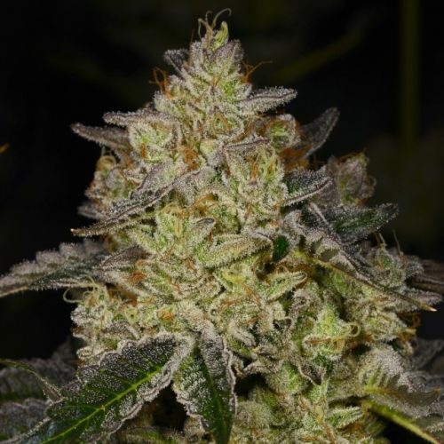 Rose Gold Female Cannabis Seeds by Archive Seedbank