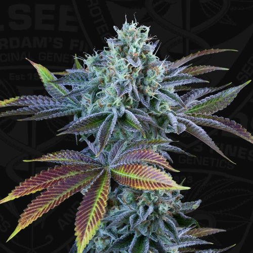 Auto French Cookies Autoflowering Cannabis Seeds by T.H.Seeds