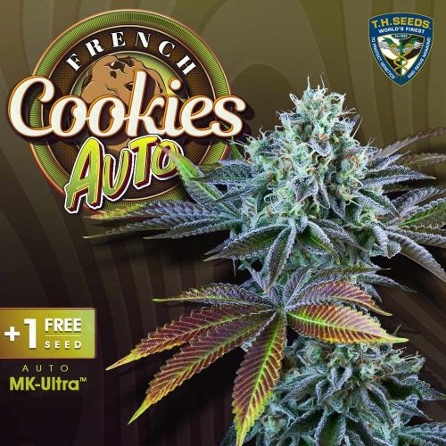 Auto French Cookies Autoflowering Cannabis Seeds by T.H.Seeds