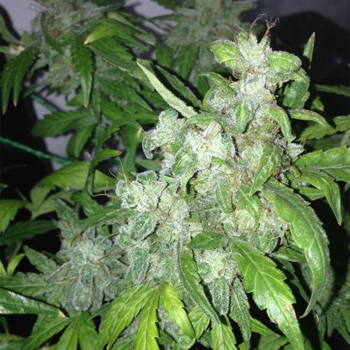 Auto Lemon Bubble Cannabis Seeds By Pheno Finder Seeds 