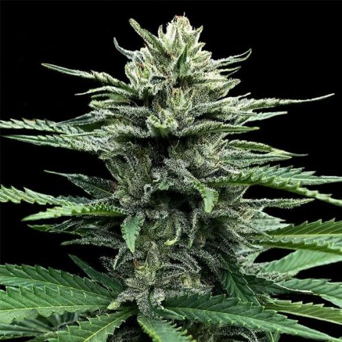 Strawberry Banana - Auto Flower Cannabis Seeds by DNA Genetics (3 Seeds)