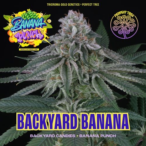 BACKYARD BANANA Regular Cannabis Seeds by Perfect Tree Seeds
