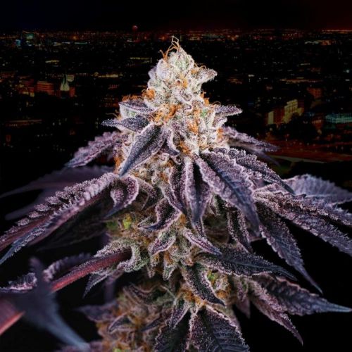 Baked in Paris Female Cannabis Seeds By Perfect Tree