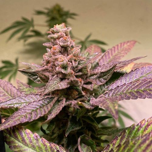 Black Apple Hitchcock Female Cannabis Seeds by T.H.Seeds (Bastards Line)