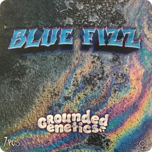 Blue Fizz Female Seeds by Grounded Genetics