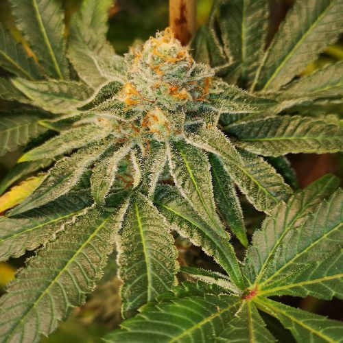 Blue D#5 Female Cannabis Seeds by Old School Genetics