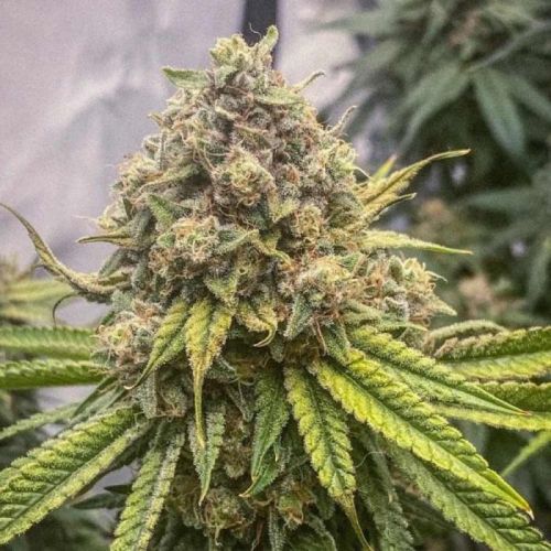 Blue Kachina Female Cannabis Seeds by Conscious Genetics