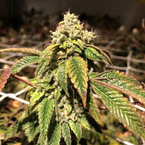 Blue Sherbalato Feminized Cannabis Seesd By Pheno Finder Seeds