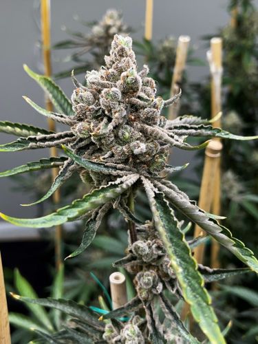 Blumosa S1 Female Cannabis Seeds by Mosca Seeds