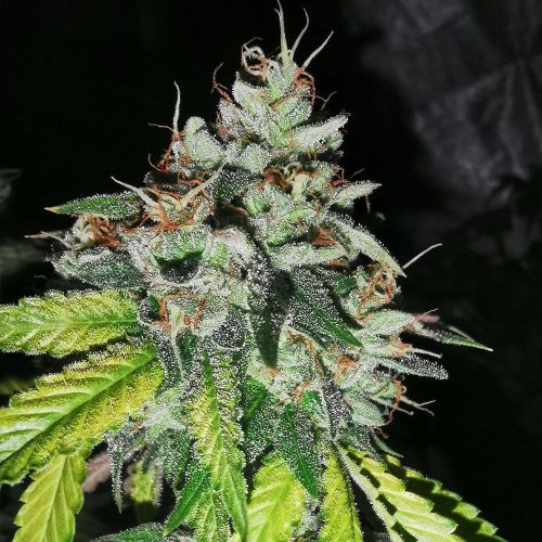 Britcoin Feminized Cannabis Seeds by Pheno Finder Seeds