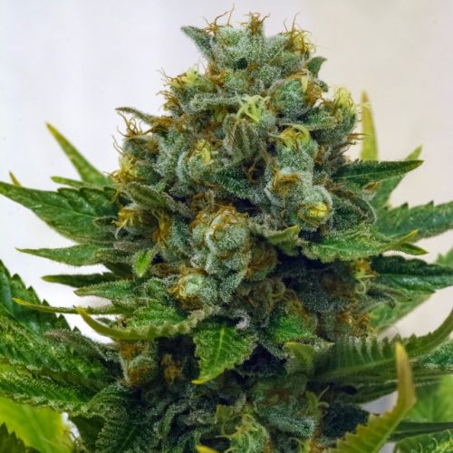 Cinderella XX Female Cannabis Seeds by Brothers Grimm Seeds
