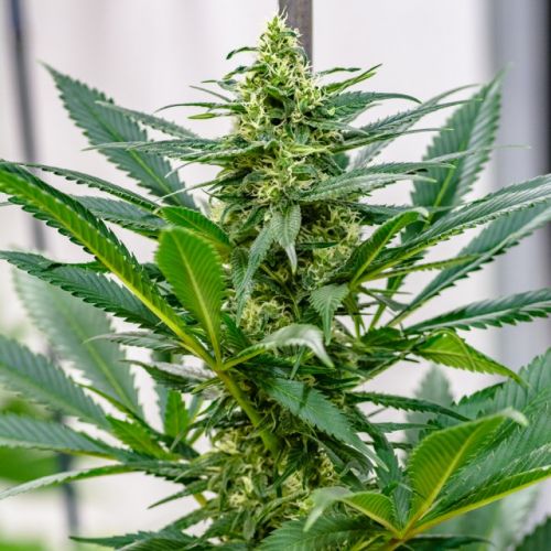 Durban x C99 Regular Cannabis Seeds by Brothers Grimm Seeds
