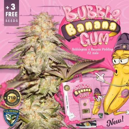 Bubble Banana Gum Female Cannabis Seeds by T.H.Seeds