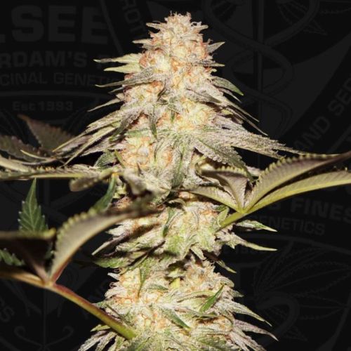 Bubble Banana Gum Female Cannabis Seeds by T.H.Seeds