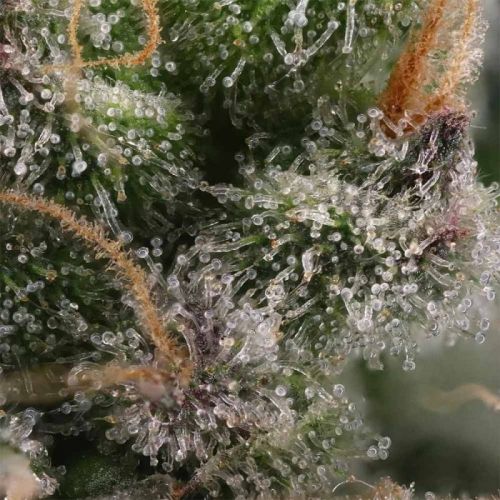 Candy Gas Female Seeds by Grounded Genetics