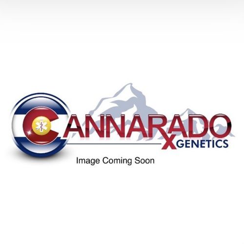 Bundy Female Cannabis Seeds by Cannarado Genetics