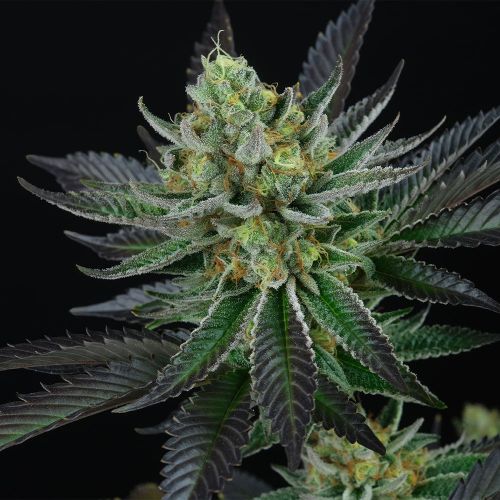 Caprizun Female Cannabis Seeds by Perfect Tree Seeds