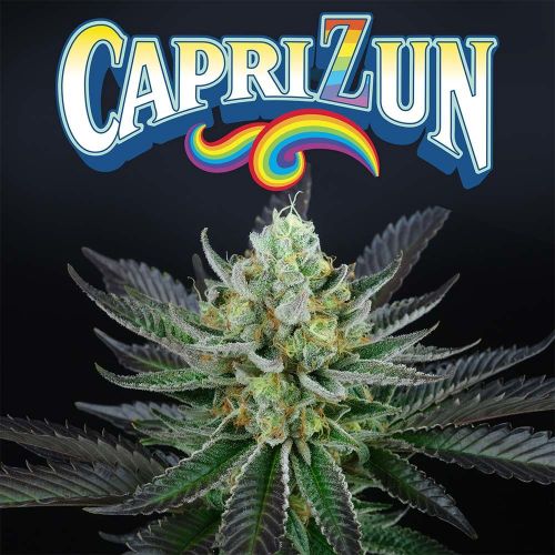 Caprizun Female Cannabis Seeds by Perfect Tree Seeds