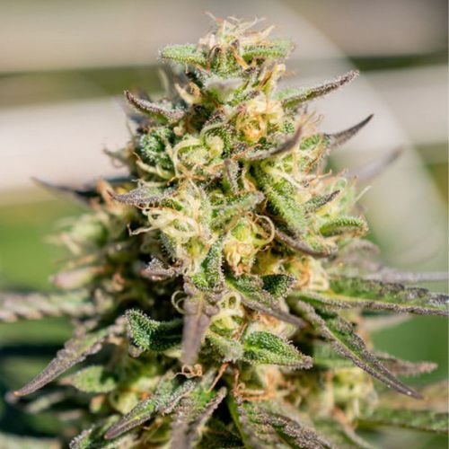 Caramel Pinaz Regular Cannabis Seeds by Plantinum Seeds - Terp Hogz