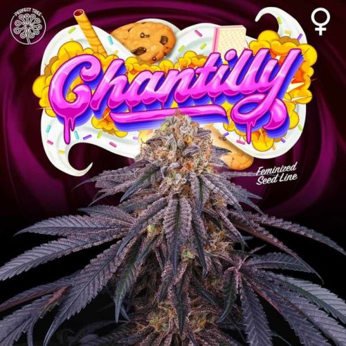 Chantilly Female Cannabis Seeds by Perfect Tree