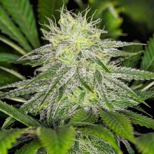 Chem Lem Regular Cannabis Seeds by Dark Horse Genetics