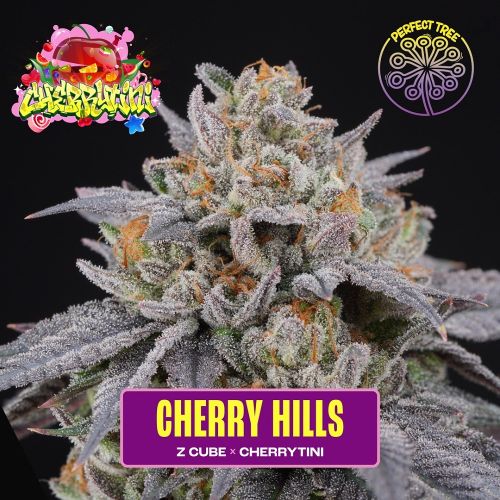 Cherry Hills Female Cannabis Seeds by Perfect Tree Seeds