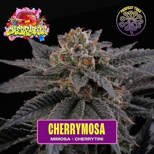 Cherrymosa Feminized Cannabis Seeds Perfect Tree
