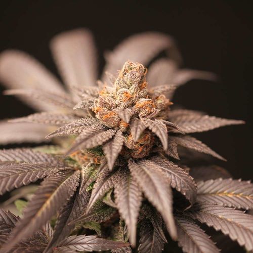 Cherry Tini Regular Cannabis Seeds by Perfect Tree Seeds
