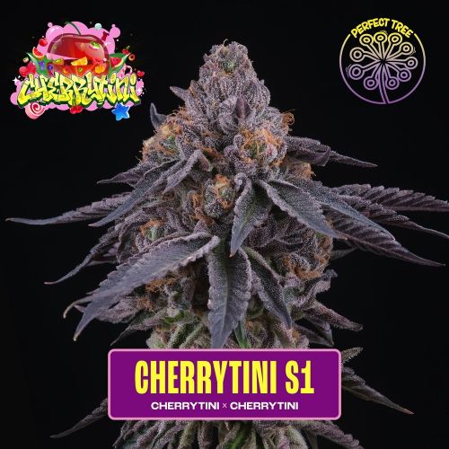 Cherrytini S1 Feminized Cannabis Seeds Perfect Tree