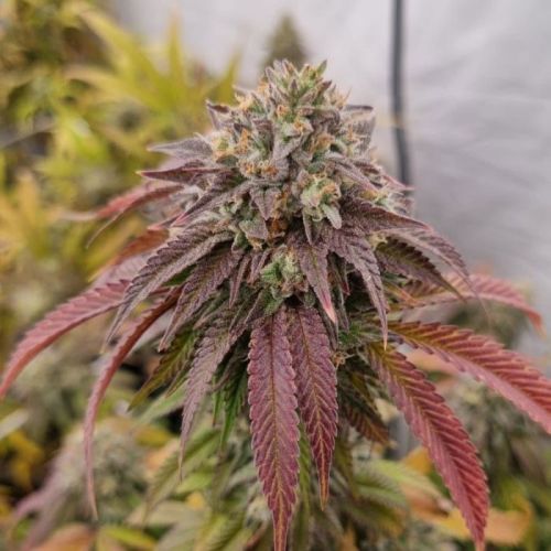 Chronic's Kush F2 Regular Cannabis Seeds By Conscious Genetics