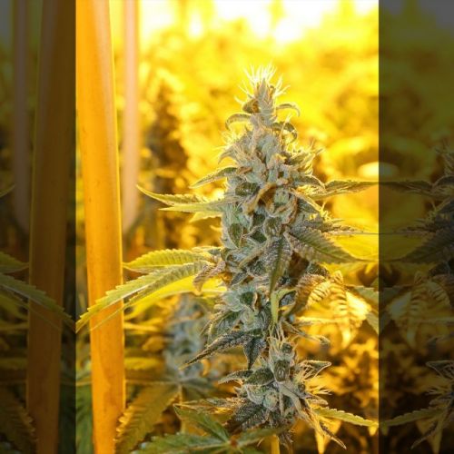 Triangle Kush Haze Female Cannabis Seeds by Connoisseur Genetics 