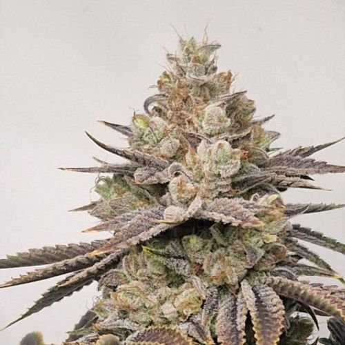 Chakra'z Regular Cannabis Seeds By Conscious Genetics