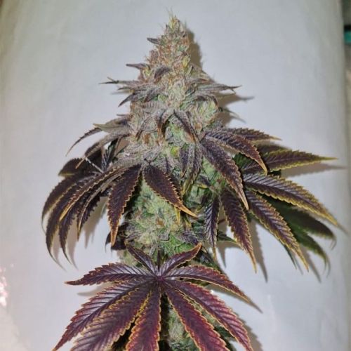 Chakra'z Regular Cannabis Seeds By Conscious Genetics