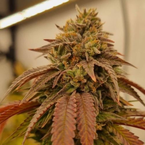 Chronic's Kush F2 Regular Cannabis Seeds By Conscious Genetics