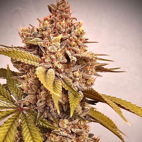 Exodus Fumes Regular Cannabis Seeds By Conscious Genetics