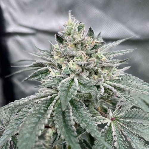 Gas Dropz Regular Cannabis Seeds By Conscious Genetics