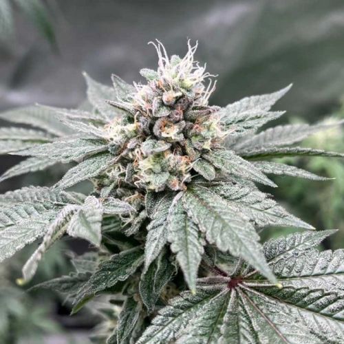 Gas Dropz Regular Cannabis Seeds By Conscious Genetics