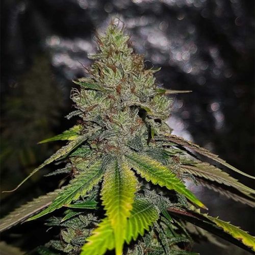 Gas Line Regular Cannabis Seeds By Conscious Genetics