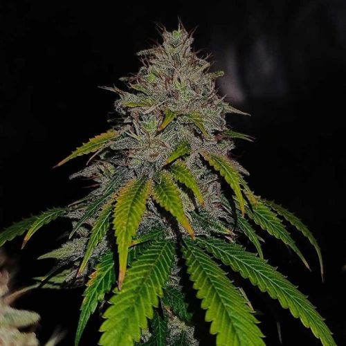 Gas Line Regular Cannabis Seeds By Conscious Genetics