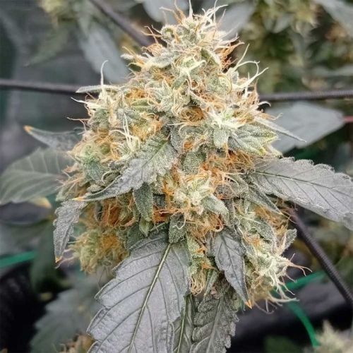 OG Scotti Regular Cannabis Seeds By Conscious Genetics