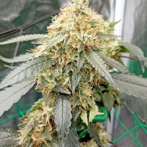 OG Scotti Regular Cannabis Seeds By Conscious Genetics