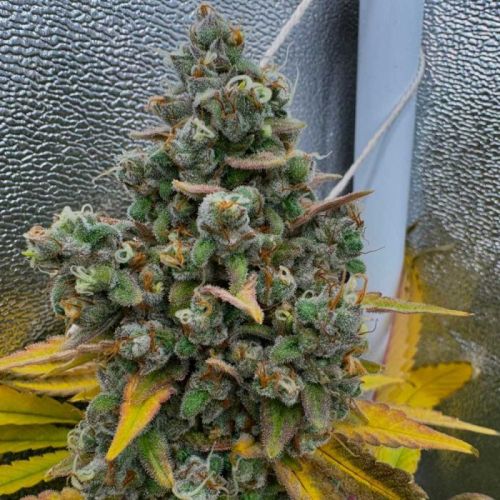 Pink Quavers Female Cannabis Seeds by Conscious Genetics