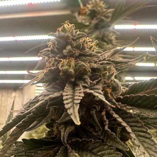 Pink Waferz 2.0 Female Cannabis Seeds by Conscious Genetics