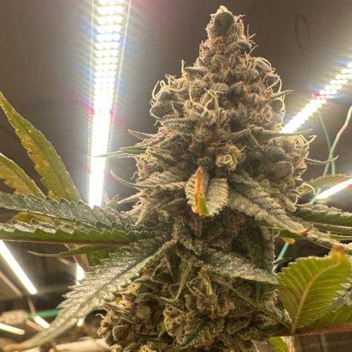 Pink Zhees Female Cannabis Seeds by Conscious Genetics