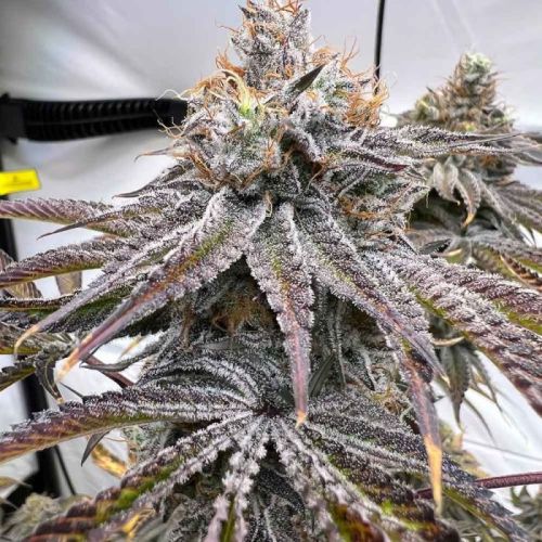 Zapplez 2.0 Female Cannabis Seeds by Conscious Genetics