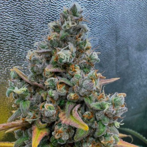 Pink Quavers Female Cannabis Seeds by Conscious Genetics