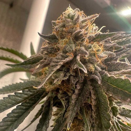 Pink Waferz 2.0 Female Cannabis Seeds by Conscious Genetics